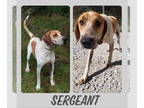 Redbone Coonhound DOG FOR ADOPTION RGADN-1339837 - Sergeant (Courtesy Post) -