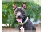 Labrador Retriever Mix DOG FOR ADOPTION RGADN-1339842 - SQUASH - Labrador
