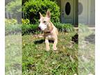 Labrador Retriever-Siberian Husky Mix DOG FOR ADOPTION RGADN-1339843 - PINKY -