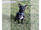 Whippet Mix DOG FOR ADOPTION RGADN-1339852 - Hunter - Terrier / Whippet / Mixed