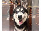 Huskies Mix DOG FOR ADOPTION RGADN-1339858 - Pacey - Husky / Mixed Dog For
