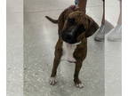 Boxer Mix DOG FOR ADOPTION RGADN-1339872 - Ocean - Boxer / Mixed Dog For