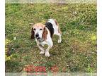 Bagle Hound DOG FOR ADOPTION RGADN-1339892 - Kevin - Beagle / Basset Hound /