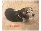 Beagle Mix DOG FOR ADOPTION RGADN-1339893 - Bubba - Beagle / Mixed (short coat)
