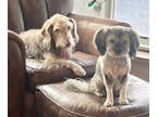 Silky Terrier Mix DOG FOR ADOPTION RGADN-1339910 - Gidget and Bucky * -