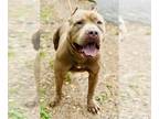 American Pit Bull Terrier Mix DOG FOR ADOPTION RGADN-1339911 - Dash : Rescue