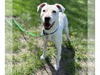 American Pit Bull Terrier DOG FOR ADOPTION RGADN-1339912 - Nova - American Pit