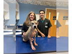 American Pit Bull Terrier Mix DOG FOR ADOPTION RGADN-1339922 - Phoebe - Pit Bull