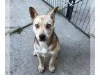 Siberian Husky DOG FOR ADOPTION RGADN-1339924 - CINNAMON - Siberian Husky