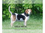 Beagle DOG FOR ADOPTION RGADN-1339928 - Stella Kay - Beagle Dog For Adoption