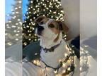 Labrador Retriever Mix DOG FOR ADOPTION RGADN-1339944 - Sadie - Labrador