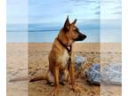 German Shepherd Dog Mix DOG FOR ADOPTION RGADN-1339947 - Giselle - German