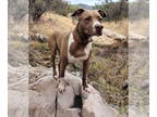 Staffordshire Bull Terrier Mix DOG FOR ADOPTION RGADN-1339948 - SADIE -