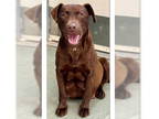 Mix DOG FOR ADOPTION RGADN-1339952 - Pumkin - Chocolate Labrador Retriever