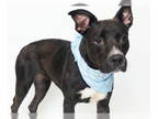 Carolina Dog Mix DOG FOR ADOPTION RGADN-1339959 - MARIE - Carolina Dog / Mixed