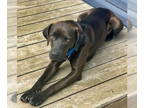 Boxador DOG FOR ADOPTION RGADN-1339961 - Malibu - Boxer / Labrador Retriever /