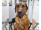 American Pit Bull Terrier-Doberman Pinscher Mix DOG FOR ADOPTION RGADN-1339962 -
