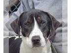 Treeing Walker Coonhound DOG FOR ADOPTION RGADN-1339966 - Tom - Treeing Walker