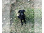 Shepradors DOG FOR ADOPTION RGADN-1339969 - Hank - Labrador Retriever / German