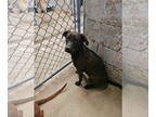 Labrador Retriever Mix DOG FOR ADOPTION RGADN-1339972 - Lillith - Labrador
