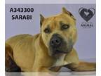 American Pit Bull Terrier DOG FOR ADOPTION RGADN-1339975 - SARABI - Pit Bull