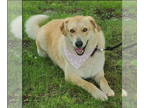 Great Pyrenees Mix DOG FOR ADOPTION RGADN-1339979 - Mo - Great Pyrenees / Mixed