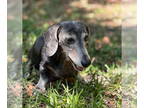 Dachshund DOG FOR ADOPTION RGADN-1339984 - Gunny - Dachshund (short coat) Dog