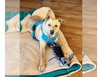 Labrador Retriever Mix DOG FOR ADOPTION RGADN-1339985 - LUCY #15 - Labrador