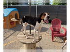 Treeing Walker Coonhound Mix DOG FOR ADOPTION RGADN-1339994 - Iris - Treeing