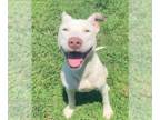 American Pit Bull Terrier Mix DOG FOR ADOPTION RGADN-1339996 - Luca - American