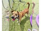 Plott Hound Mix DOG FOR ADOPTION RGADN-1340005 - DANNY - Plott Hound / Mixed