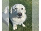 Great Pyrenees Mix DOG FOR ADOPTION RGADN-1340006 - Katy - Great Pyrenees /