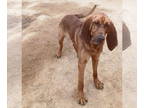 Bloodhound-Redbone Coonhound Mix DOG FOR ADOPTION RGADN-1340012 - Red - ADOPTED