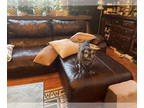 Pug DOG FOR ADOPTION RGADN-1340020 - Oscar - Pug (short coat) Dog For Adoption
