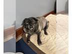Pug DOG FOR ADOPTION RGADN-1340021 - Ola - Pug (short coat) Dog For Adoption