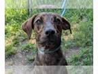 Mountain Cur Mix DOG FOR ADOPTION RGADN-1340032 - Jay - Mountain Cur / Mixed