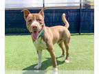 American Pit Bull Terrier Mix DOG FOR ADOPTION RGADN-1340035 - MILO - Pit Bull