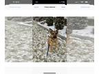 Shepweiller DOG FOR ADOPTION RGADN-1340039 - FRANKIE 2 (COURTESY POST) - German