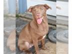 Labrador Retriever DOG FOR ADOPTION RGADN-1340043 - Radar (Lone Star Litter) -