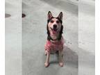 Mix DOG FOR ADOPTION RGADN-1340060 - Hattie - Husky (medium coat) Dog For