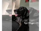 Plott Hound DOG FOR ADOPTION RGADN-1340062 - Grundy - Plott Hound (short coat)