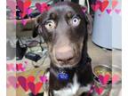Chocolate Labrador retriever-Huskies Mix DOG FOR ADOPTION RGADN-1340064 - Chase