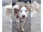Mix DOG FOR ADOPTION RGADN-1340065 - Johnny - Husky (long coat) Dog For
