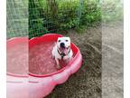 American Staffordshire Terrier DOG FOR ADOPTION RGADN-1340066 - Rosie - American