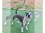 American Pit Bull Terrier DOG FOR ADOPTION RGADN-1340070 - BLUE - Pit Bull