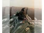 Border Collie DOG FOR ADOPTION RGADN-1340071 - RIKKA - Border Collie (medium