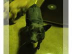 Australian Kelpie DOG FOR ADOPTION RGADN-1340085 - Alfalfa - Australian Kelpie