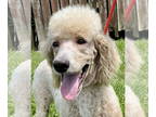Poodle (Standard) DOG FOR ADOPTION RGADN-1340097 - Banjo Apr 24 - Poodle