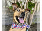 Black Mouth Cur-German Shepherd Dog Mix DOG FOR ADOPTION RGADN-1340100 - Beckham