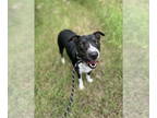 Border Collie-Bull Terrier Mix DOG FOR ADOPTION RGADN-1340105 - Cookie - Bull